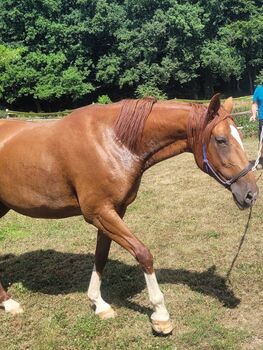 Schöne Stute, Heckmann , Horses For Sale, Völklingen 