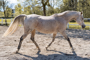 Hübsche Stute sucht ihren Menschen, Irina, Horses For Sale, Dornbirn 