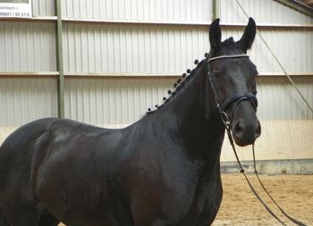 Schöne Stute zu verkaufen, Jasmin Lamprecht , Horses For Sale, Kauern