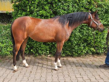 Bildhübsche Topsail Whiz Enkelin, Kerstin Rehbehn (Pferdemarketing Ost), Horses For Sale, Nienburg