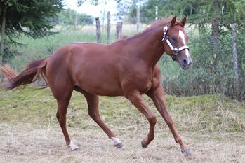 Wunderschöne, weit entwickelte Quarter Horse Stute mit excellenter Abstammung, Kerstin Rehbehn (Pferdemarketing Ost), Horses For Sale, Nienburg