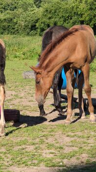 Beautiful PRE foals looking for new pastures