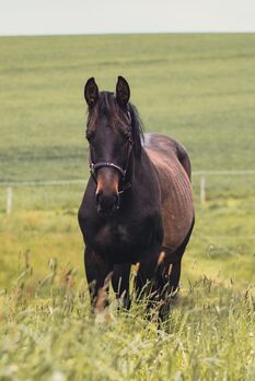 braver Hengst , Freizeitkumpel