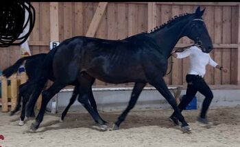 brave Stute Beisteller