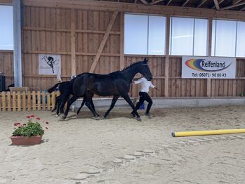 brave Stute sucht eine Freundin, Busterhojer, Horses For Sale, Neureichenau