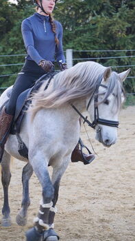 Freundlicher Andalusier, Verena Treiber, Horses For Sale, Kirchberg am Wagram
