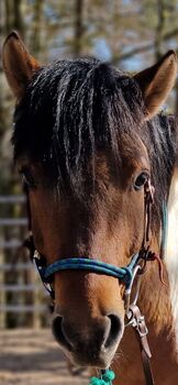 Freundlicher Wallach sucht sein Traumzuhause, Reittherapie, Horses For Sale, Pommelsbrunn