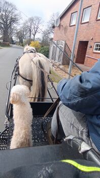 Marathonwagen, Kutsche Marathon, Ponykutsche