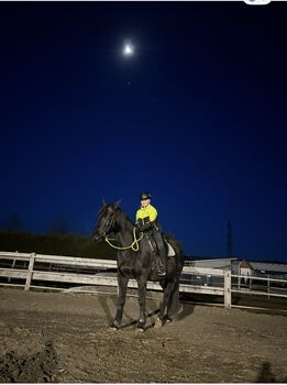 Wallach Quarter/Polo mix