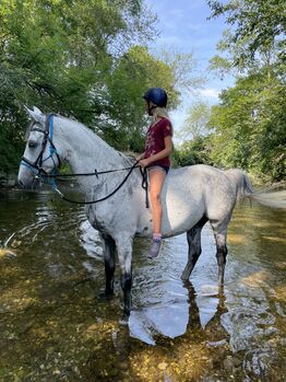 Wallach sucht Reitbeteiligung