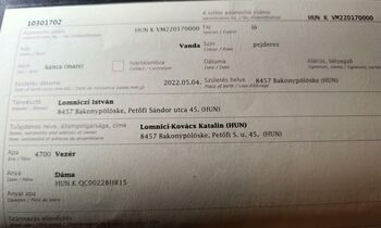 Vanda suche ihre neuen Besitzer