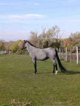 Vanda suche ihre neuen Besitzer, Klaudia Kranitz, Horses For Sale, Bakonypölöske