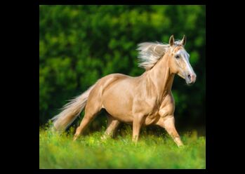 Verschiedene Andalusier und Lusitanos, Post-Your-Horse.com (Caballoria S.L.), Horses For Sale, Rafelguaraf