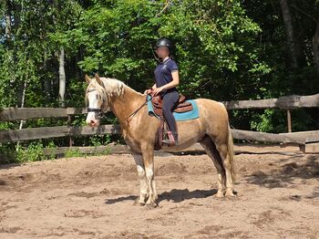 Verkaufe verschiedene pferde, Yvonne , Horses For Sale, Grimma