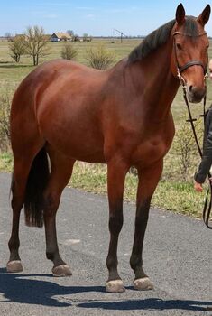 Warmblutt wallach, Evelyn Vrga, Horses For Sale, Gerla