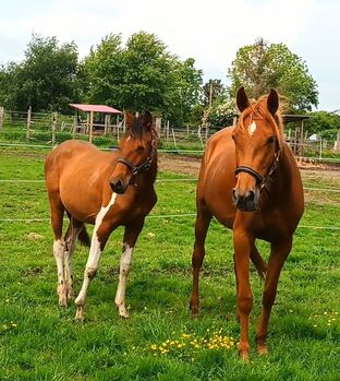 Warmblut Schecken Stute