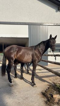 Warmblutstute