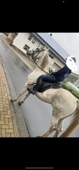 Warmblut Wallach in Spanier Optik