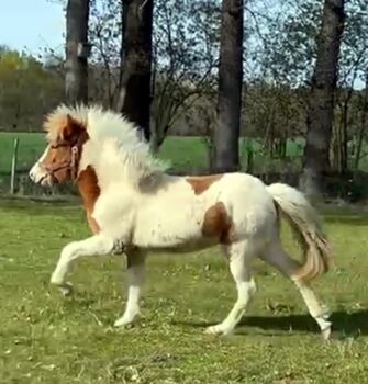 Viel Gang, toller Charakter, gross, Ulli Richard, Horses For Sale, Neustadt am Rübenberge