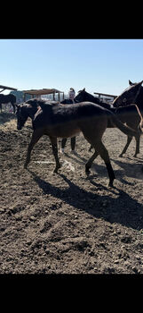 Vielversprechendes Englisches Vollblut-Hengstfohlen/Promising Thoroughbred colt, Glózerné Wágner Krisztina, Horses For Sale, Gyömrő