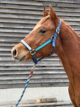 Vielversprechender Quarter Horse Hengst mit top Abstammung
