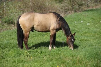 Vielversprechender Quarter Horse Wallach in dunskin, Kerstin Rehbehn (Pferdemarketing Ost), Horses For Sale, Nienburg