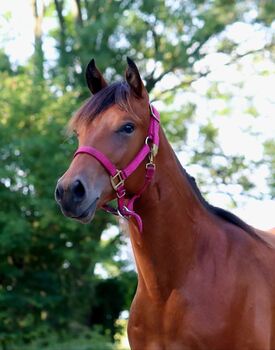 Vielversprechender Quarter Horse Wallach mit Top-Abstammung