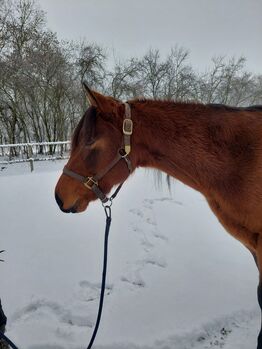 Vielversprechender Quarter Horse Wallach mit Top-Abstammung