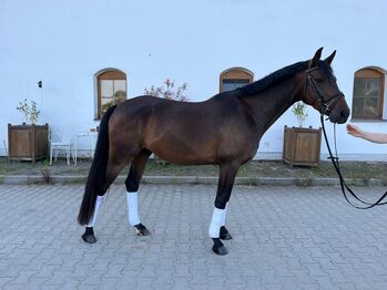 vielversprechender Reitponywallach
