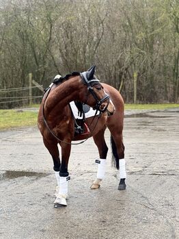 Vielseitiges Deutsches Reitpony 8 J