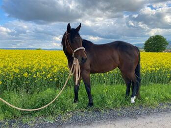 vielseitige, liebe Quarter Horse Stute abzugeben, Kerstin Rehbehn (Pferdemarketing Ost), Horses For Sale, Nienburg