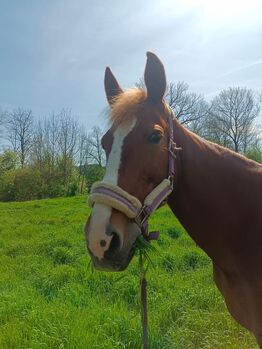 Verkaufe 11 jähriges Pony, Amélie Schalkhammer , Pferd kaufen, Langenschönbichl