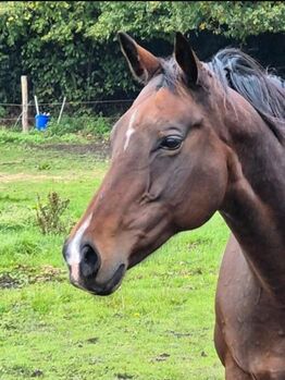 Verkaufe meine 12-jährige Vollblutstute als Zuchtstute, Beistellstute und Freizeitpferd.