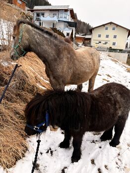 Verkaufe 2 zuckersüße Ponys, Julia Maar, Pferd kaufen, Mieming 