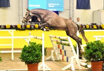 Verkaufe Nachwuchs von MyLord Quidam Z, Sandra Müller, Pferd kaufen, Ravensburg