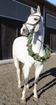 Verkaufe Schimmelwallach mit viel Potential