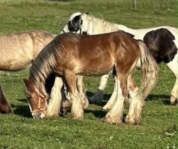 Verkaufe Tinkerhengst (18 Monate), Erich Grasberger, Horses For Sale, Öhling