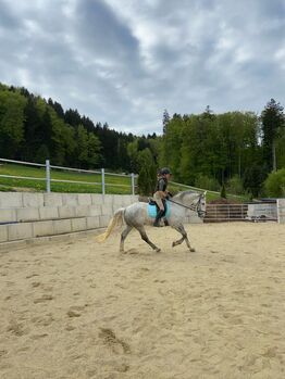 Verkaufe Traum Wallach