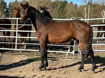 Verkaufe wegen Reitsport Aufgabe einen 2,5 jährigen DSP Hengst, Axel, Horses For Sale, Heddesheim