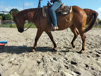Verlässlicher Quarter Horse Wallach - Ein echter Freund fürs Leben