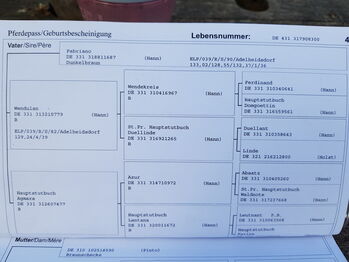 Verlasspferd für gemütliche Ausritte, Pferdeglück, Pferd kaufen, Messenkamp Altenhagen II