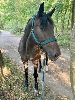 Pflegebeteiligung in Wien zu vergeben, Florentina Jenewein, Horses For Sale, Wien