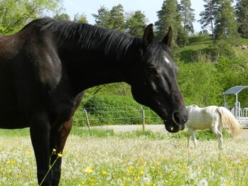Pflegebeteiligung/Reitbeteiligung, Pflegebeteiligung/Reitbeteiligung , Sandra , Horse Sharing, Blumberg