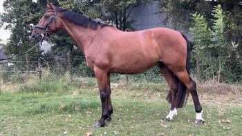 Vielseitiger Allrounder: 10-jähriger belgischer Warmblut-Wallach