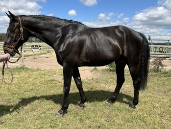 Vielseitiger Wallach sucht erfahrene Hände zur Förderung, Anika, Horses For Sale, Am Mellensee