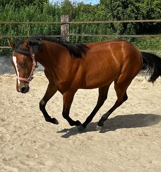 Vielseitiger Quarter Horse Stutjährling mit tollem Charakter, Kerstin Rehbehn (Pferdemarketing Ost), Horses For Sale, Nienburg