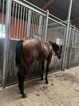 Vielseitiger Quarter Horse Stutjährling mit tollem Charakter