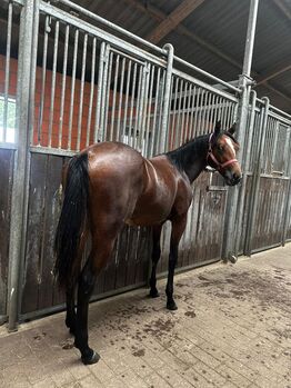 Vielseitige Quarter Horse Stute mit tollem Charakter