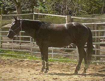 Vielseitiger, talentierter Quarter Horse Wallach mit bester Ranchhorse-Abstammung