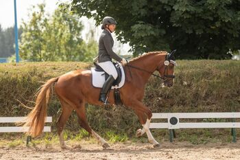 vielseitiger, gut erzogener Warmblut Wallach, Kerstin Rehbehn (Pferdemarketing Ost), Horses For Sale, Nienburg